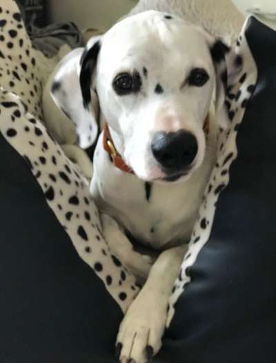 Fotochallenge Nr. 56 - geliebte Senioren-Beitrag-Bild