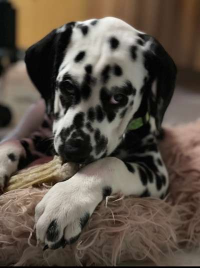 Welpenfotos-Beitrag-Bild