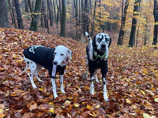 Herbst🍁-Beitrag-Bild