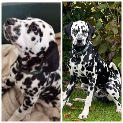 Welpenfotos-Beitrag-Bild