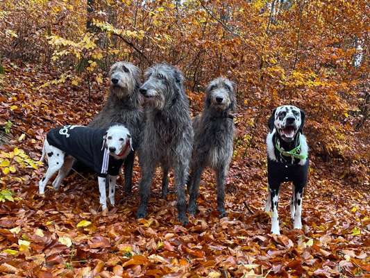 Fotochallenge Nr. 56 - geliebte Senioren-Beitrag-Bild