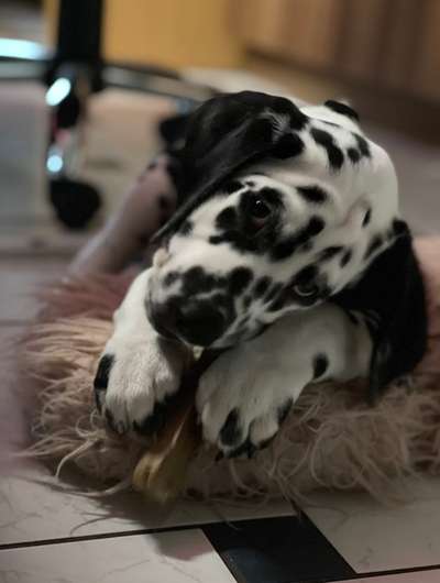 Welpenfotos-Beitrag-Bild