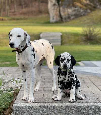 Welpenfotos-Beitrag-Bild