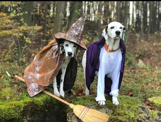 Fotochallange Nr.53 "HALLOWEEN"-Beitrag-Bild