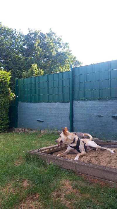 Hundetreffen-Gassi- & Spielspaziergänge-Bild