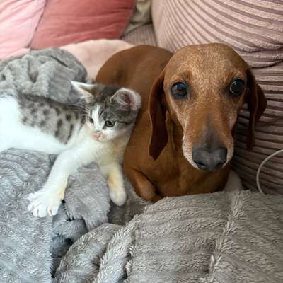 Hundetreffen-Stundenweise Betreuung gesucht in Barsinghausen u. U.-Bild