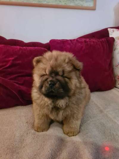 Chow Chows?-Beitrag-Bild