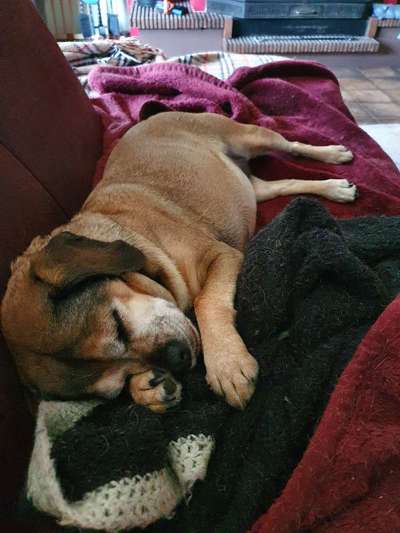 Brachycephale Hunderassen-Beitrag-Bild