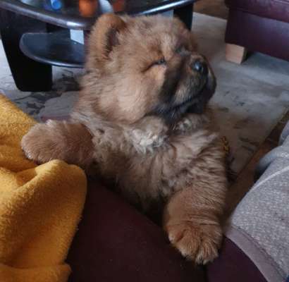 Seltene Rassen!-Beitrag-Bild