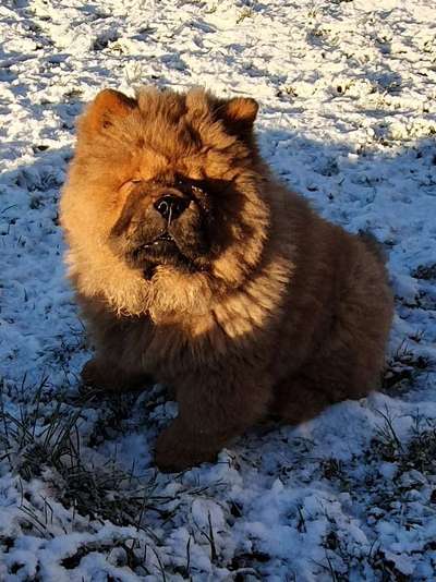 Chow Chows?-Beitrag-Bild