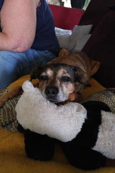 Liebhaber des Deutschen Pinscher gesucht.-Beitrag-Bild