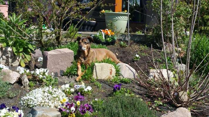 Die Dogorama Monats Challenge "Es grünt und blüht"-Beitrag-Bild