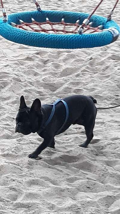 Französische Bulldoggen-Beitrag-Bild