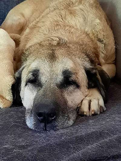 Kangal Fans ! ! ! !-Beitrag-Bild