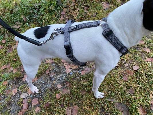 Wie sitzt mein Geschirr?-Beitrag-Bild