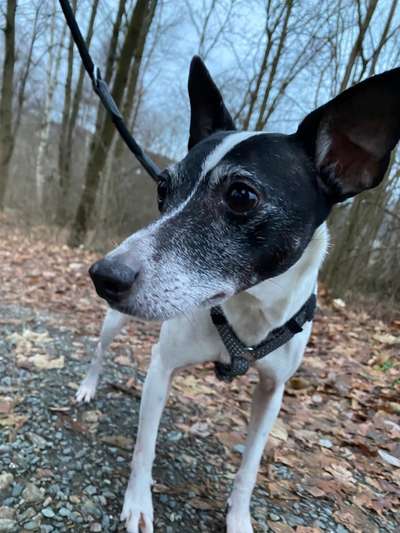 Wie sitzt mein Geschirr?-Beitrag-Bild