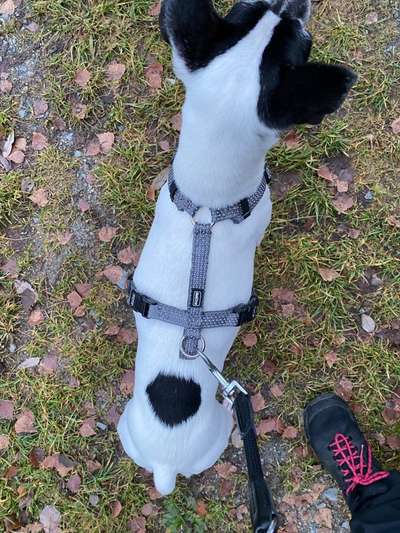 Wie sitzt mein Geschirr?-Beitrag-Bild