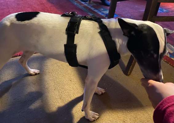 Wie sitzt mein Geschirr?-Beitrag-Bild