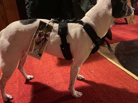 Wie sitzt mein Geschirr?-Beitrag-Bild