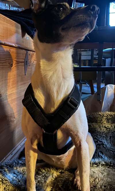 Wie sitzt mein Geschirr?-Beitrag-Bild