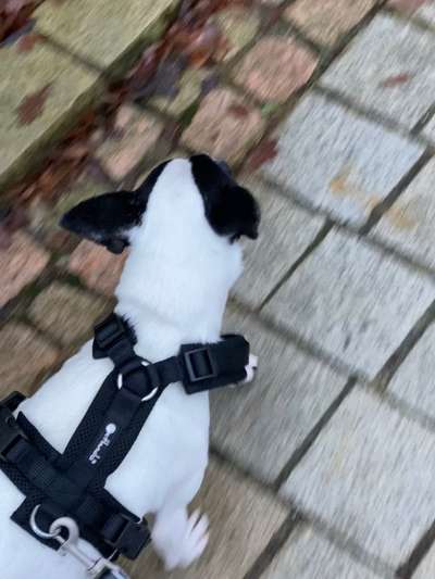 Wie sitzt mein Geschirr?-Beitrag-Bild