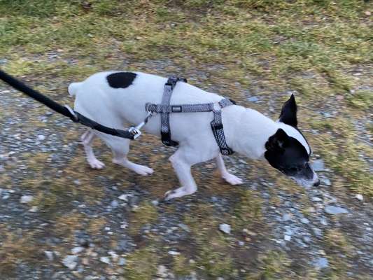 Wie sitzt mein Geschirr?-Beitrag-Bild