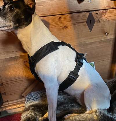 Wie sitzt mein Geschirr?-Beitrag-Bild