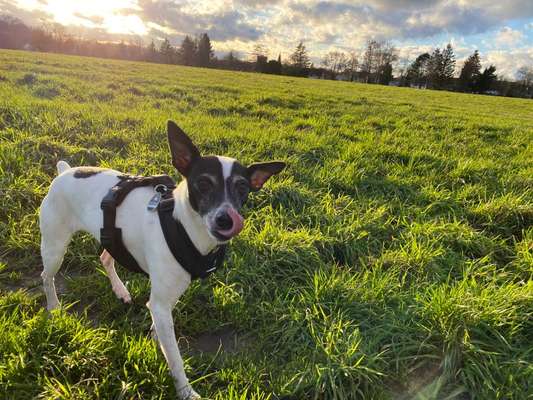 Hundetreffen-Trainingsrunden-Bild