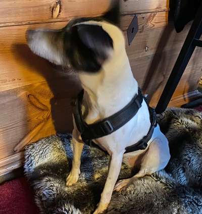 Wie sitzt mein Geschirr?-Beitrag-Bild