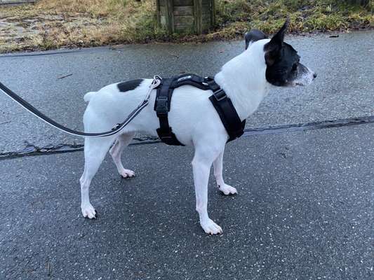 Wie sitzt mein Geschirr?-Beitrag-Bild