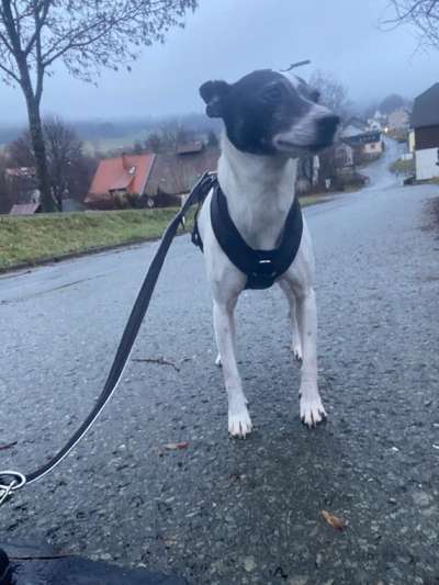 Wie sitzt mein Geschirr?-Beitrag-Bild