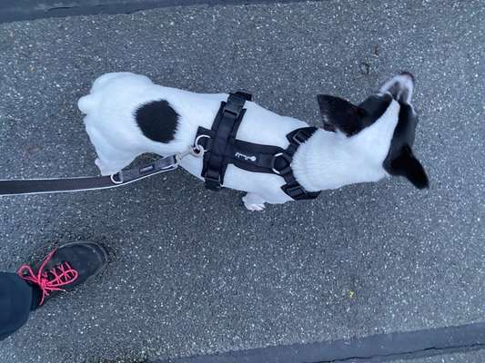 Wie sitzt mein Geschirr?-Beitrag-Bild