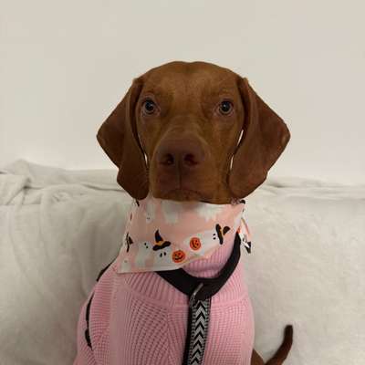 🎃🐶 Hund im Halloween-Kostüm – süß oder Stress pur?-Beitrag-Bild