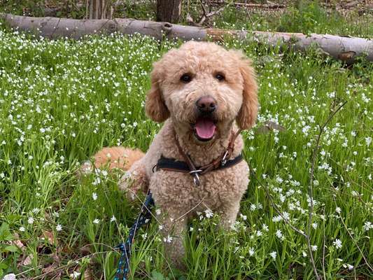 Die Dogorama Monats Challenge "Es grünt und blüht"-Beitrag-Bild