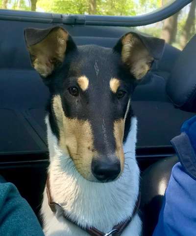 Smooth Collie oder kurzhaariger Collie-Beitrag-Bild