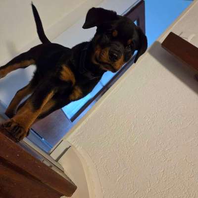 Hundetreffen-Welpentreffen-Bild