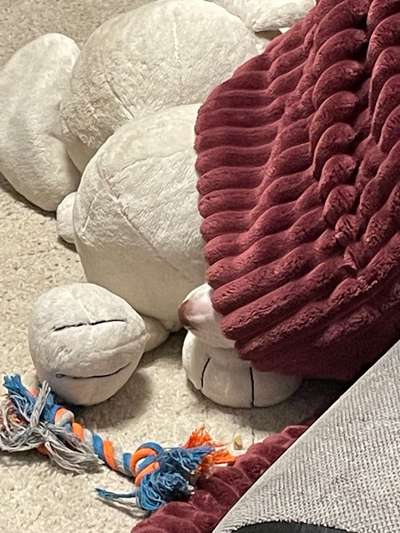 143. Fotochallenge: Ja, wo isser denn?-Beitrag-Bild