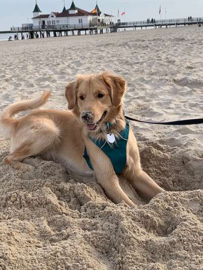 Wo sind die Golden Retriever Liebhaber?-Beitrag-Bild