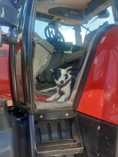 Die Dogorama Wochen Challenge-Beitrag-Bild