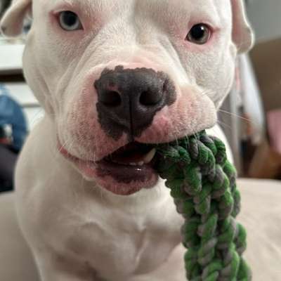 Hundetreffen-Luna sucht neue Spielkameraden-Bild