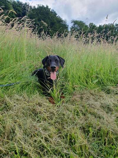 Hundetreffen-Kontrollierter Sozialkontakt-Bild