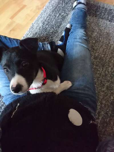 Welpen Bilder !-Beitrag-Bild