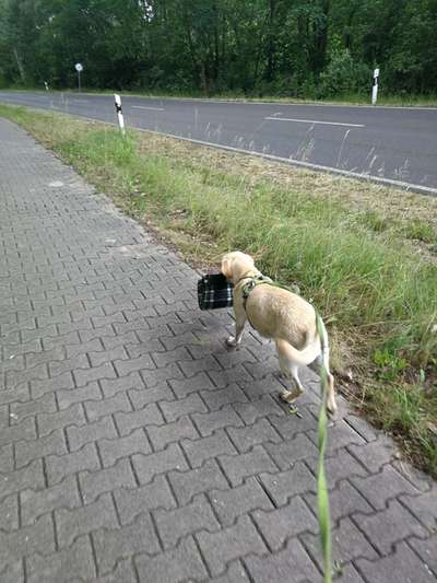 Gassi im Sommer-Beitrag-Bild