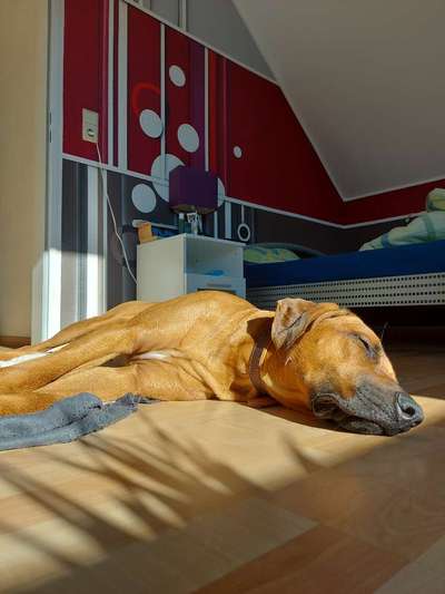 Rhodesian Ridgeback-Beitrag-Bild