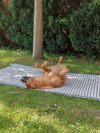 Rhodesian Ridgeback-Beitrag-Bild