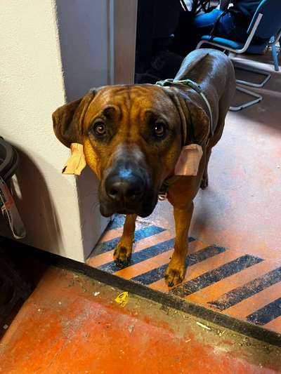 Rhodesian Ridgeback-Beitrag-Bild