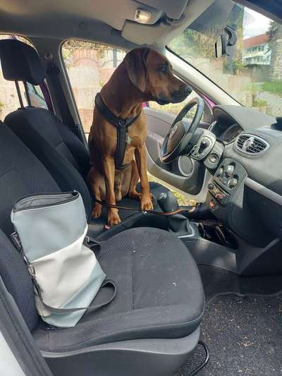Rhodesian Ridgeback-Beitrag-Bild