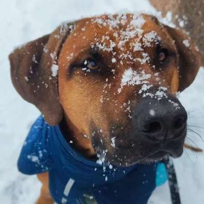 Rhodesian Ridgeback-Beitrag-Bild