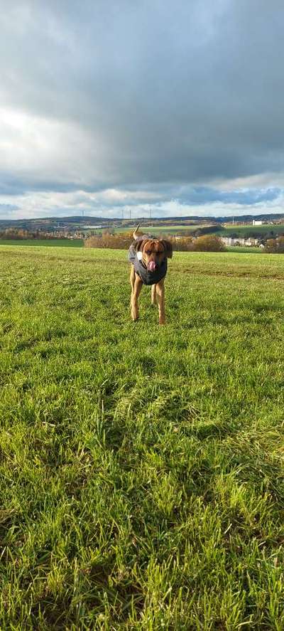 Rhodesian Ridgeback-Beitrag-Bild