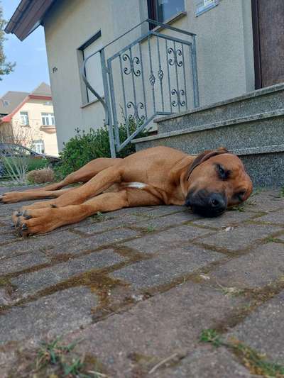 Rhodesian Ridgeback-Beitrag-Bild